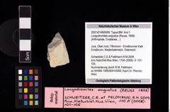 NHMW-GEO-2007z0149-0009_Ol_01.tifLongodromites angustus (Reuss, 1858)  (NHMW-GEO-2007z0149-0009)